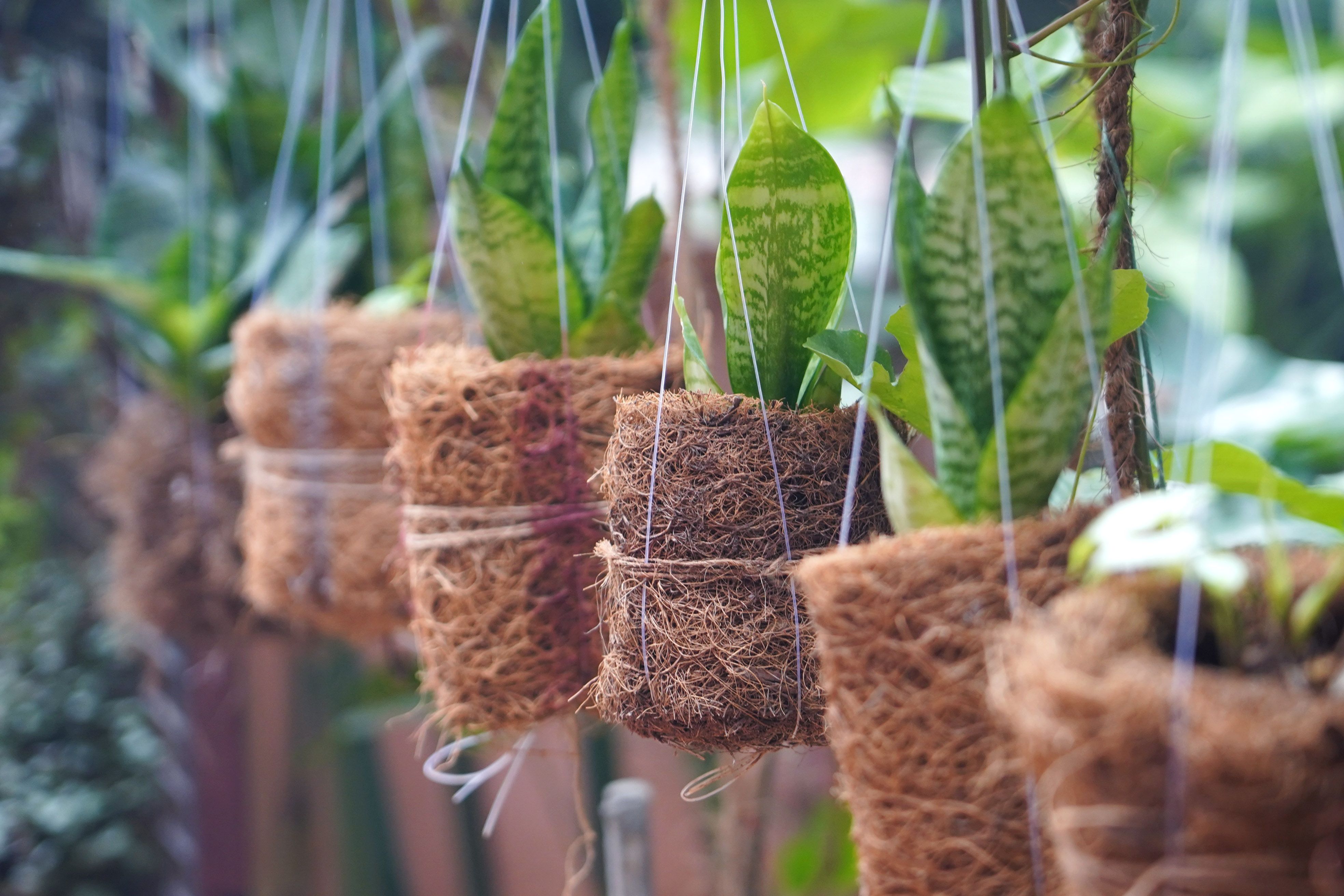 Premium Coco Peat