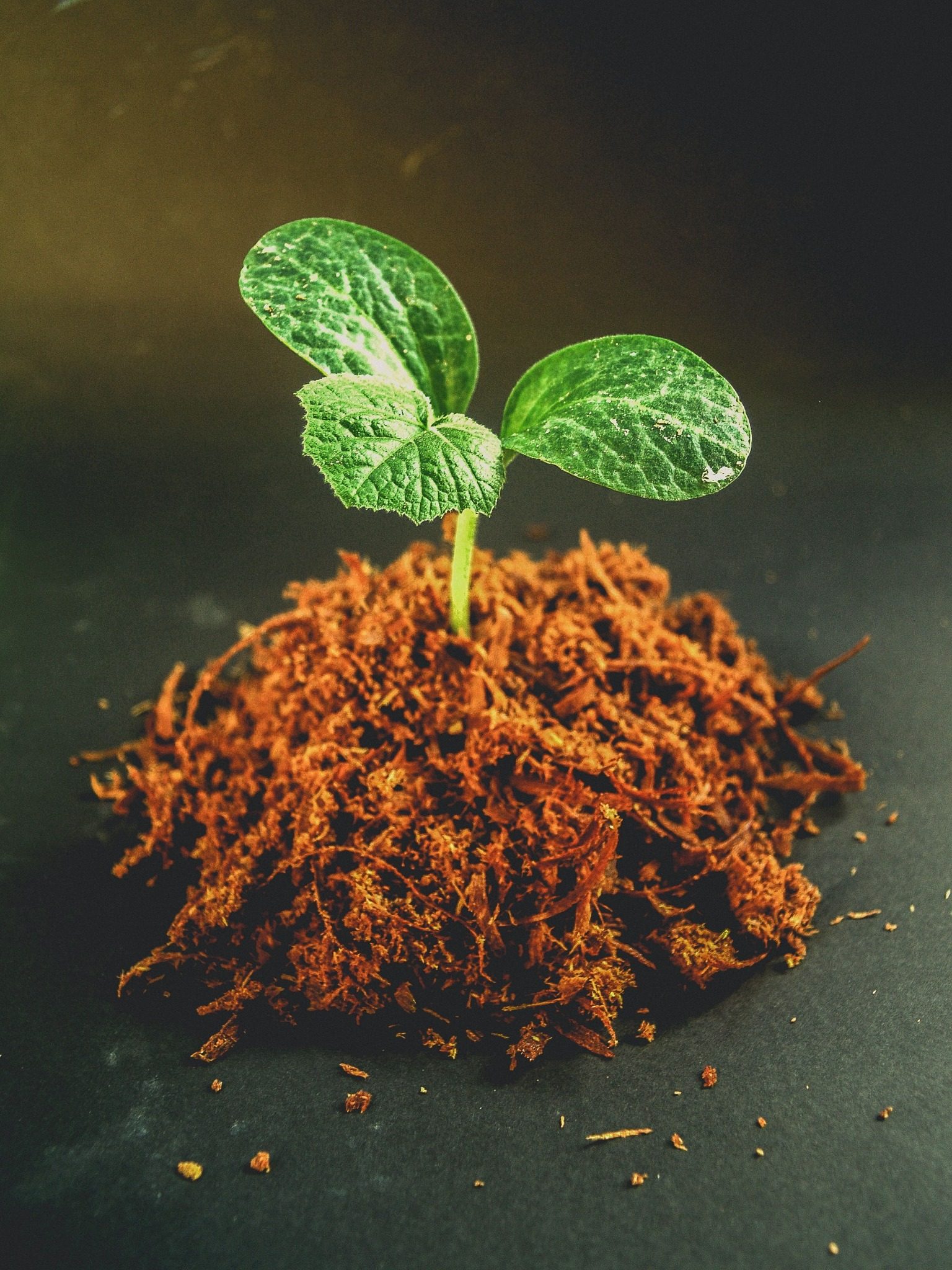 Coir Export Products